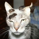 สมาชิกหมายเลข 3002339