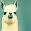 สมาชิกหมายเลข 1052485