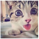 เต้าหู้ปลาชาเขียว