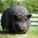 สมาชิกหมายเลข 1150387