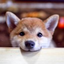 หางดาบน้อยหูลู่หางตก