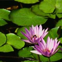 สมาชิกหมายเลข 2593804