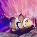 ปลาในมหาสมุทรแปซิฟิก