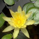 รักลูกมากมาย