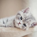 คุณแม่สโนว์วี่