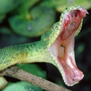 หนอนชรชัย