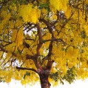 สมาชิกหมายเลข 2294705