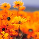 สมาชิกหมายเลข 2600624