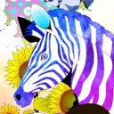 ม้าลายสามสี