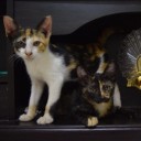 ลูกไทรน้อยๆในป่าใหญ่