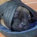 สมาชิกหมายเลข 1814821