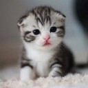 สมาชิกหมายเลข 1381725