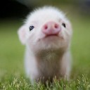 สมาชิกหมายเลข 2687256