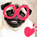 หมาแก่ข้อเข่าเสื่อม