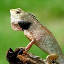 สมาชิกหมายเลข 3563608