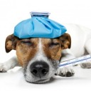 สมาชิกหมายเลข 3570580