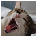 ระวังแมวดุ!!