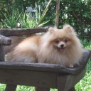 ปอมซ่าส์