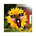 ทานตะวันขยันยิ้ม