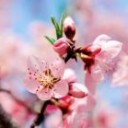 สมาชิกหมายเลข 1055942