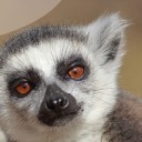 สมาชิกหมายเลข 1055990