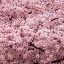 สมาชิกหมายเลข 1056158