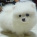 สิ่งมีชีวิตที่เรียกว่าหมี