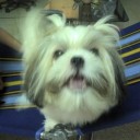 น้องหมา หน้าเหมือนปลากระป๋อง