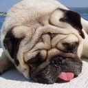 สมาชิกหมายเลข 1057336