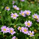 สมาชิกหมายเลข 1456901