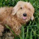 สมาชิกหมายเลข 2297909