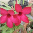 ดอกไม้ในสวน