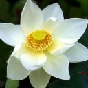 สมาชิกหมายเลข 1897108