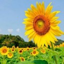 สมาชิกหมายเลข 1897322