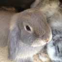 สมาชิกหมายเลข 1803588