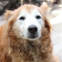 ต้นขวัญ