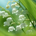 ชายหาดผืนสุดท้าย