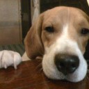 คนเลี้ยงหมา