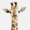 สมาชิกหมายเลข 1898034