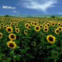 สมาชิกหมายเลข 3108323