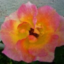 ป้าหนาสองนิ้ว