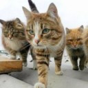 สมาชิกหมายเลข 2299661