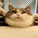 แมวอ้วนแก้มป่อง