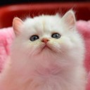 สมาชิกหมายเลข 2692371