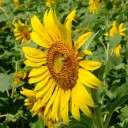 มาม่าผัดใส่ไข่