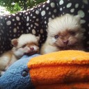 ลูกหมีสามตัว