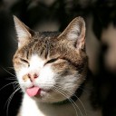 แมวแก่แดด