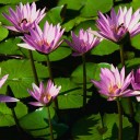 อ้วนแล้วรักป่าว