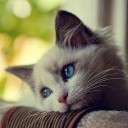 สมาชิกหมายเลข 2297283