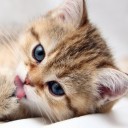 Lilleeสีม่วง